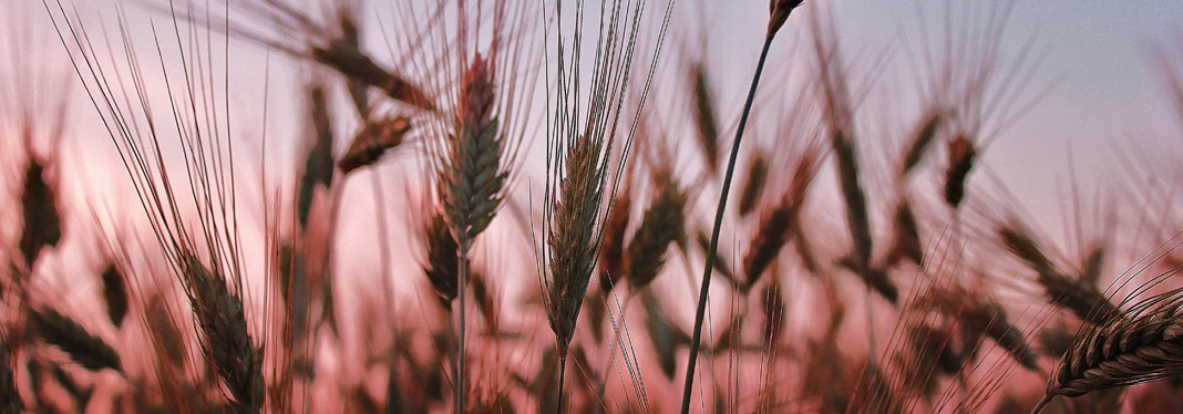 Wheat harvest